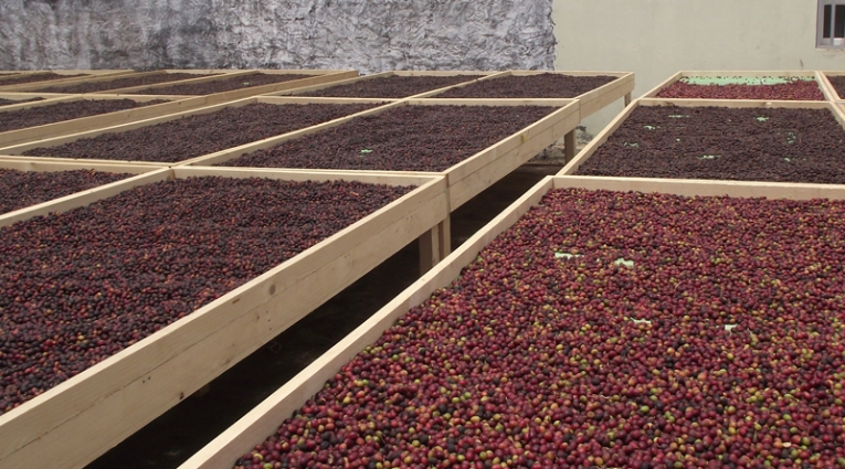 fabrica Fogo Coffee Spirit