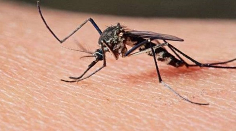 Paludismo em cabo verde