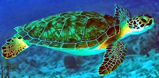 Tartaruga Verde