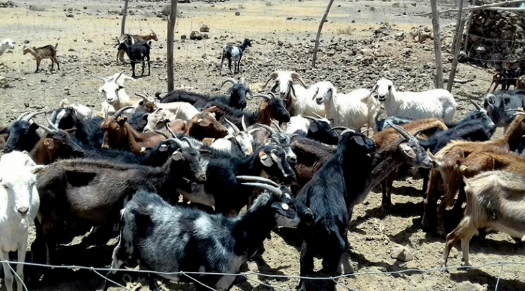 Animais estão a morrer