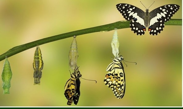 Metamorfose COM MOLD