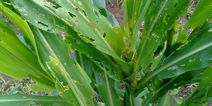 Pragas Banana 696x348