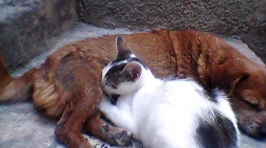 Cadela amamentando gatinha órfã.